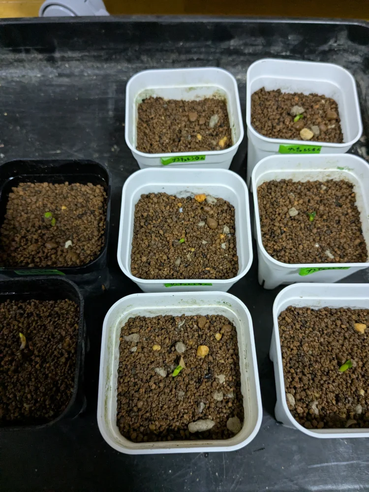 パキポディウム サキュレンタム Pachypodium succulentum 天馬空