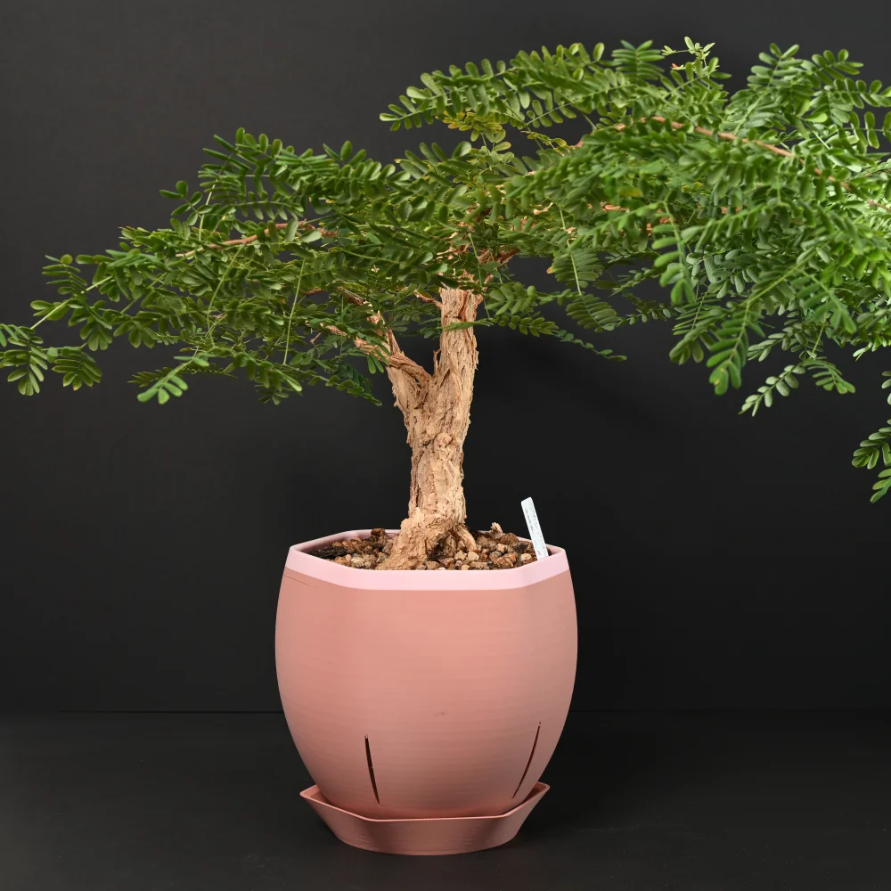 Acacia burkei (アカシア ブルケイ)