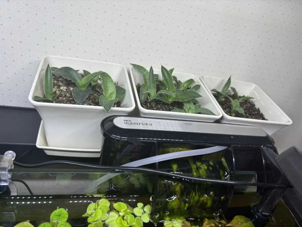 Sansevieria aethiopica (サンセベリア エチオピカ)