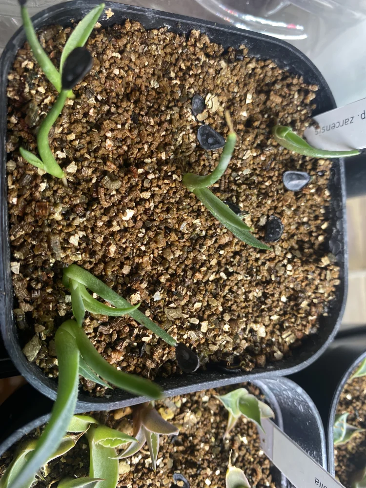 Agave asperrima ssp. zarcensis (アガベ アスペリーマ ザルセンシス)