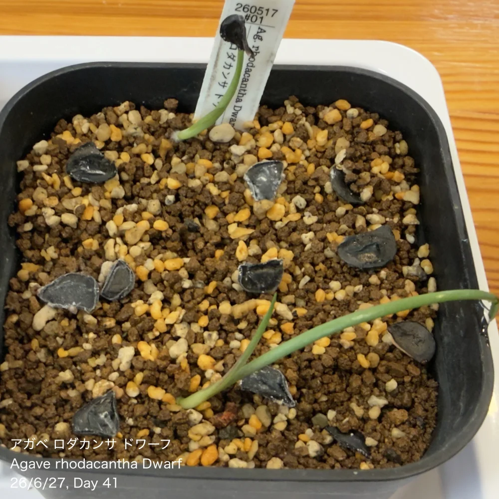 Agave rhodacantha (アガベ ロダカンサ ドワーフ)