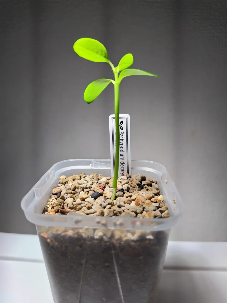 種子] パキポディウム デカリー Pachypodium decaryi | 塊根植物
