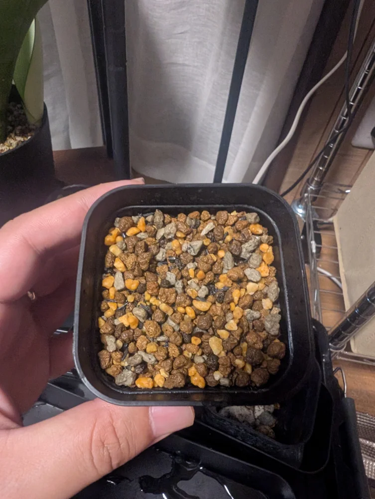 Boswellia sacra (ボスウェリア サクラ)