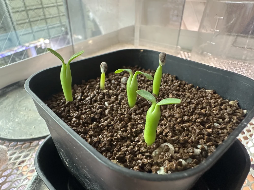 Euphorbia stellispina (ユーフォルビア ステリスピナ)