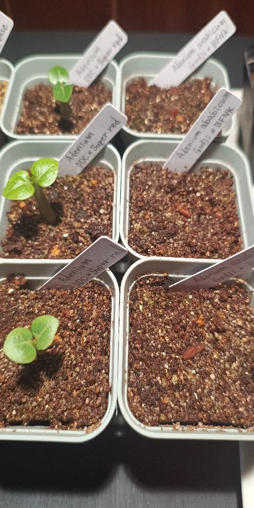 x BFNK Adenium arabicum Godji x BFNK (アデニウム ゴッジ)
