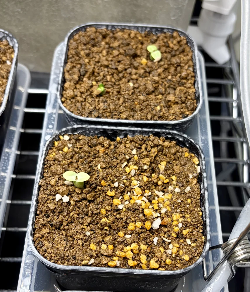 Pachypodium bispinosum (パキポディウム ビスピノーサム)
