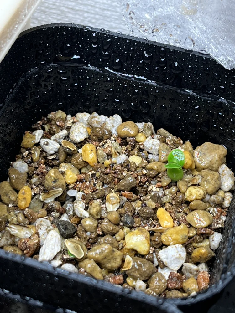 Fockea edulis var. crispa (フォッケア クリスパ)