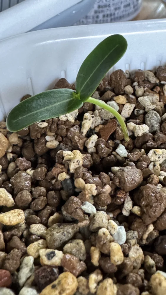 Senna meridionalis Lot. FREE ([プレゼント種子/終了しました] センナ メリディオナリス)