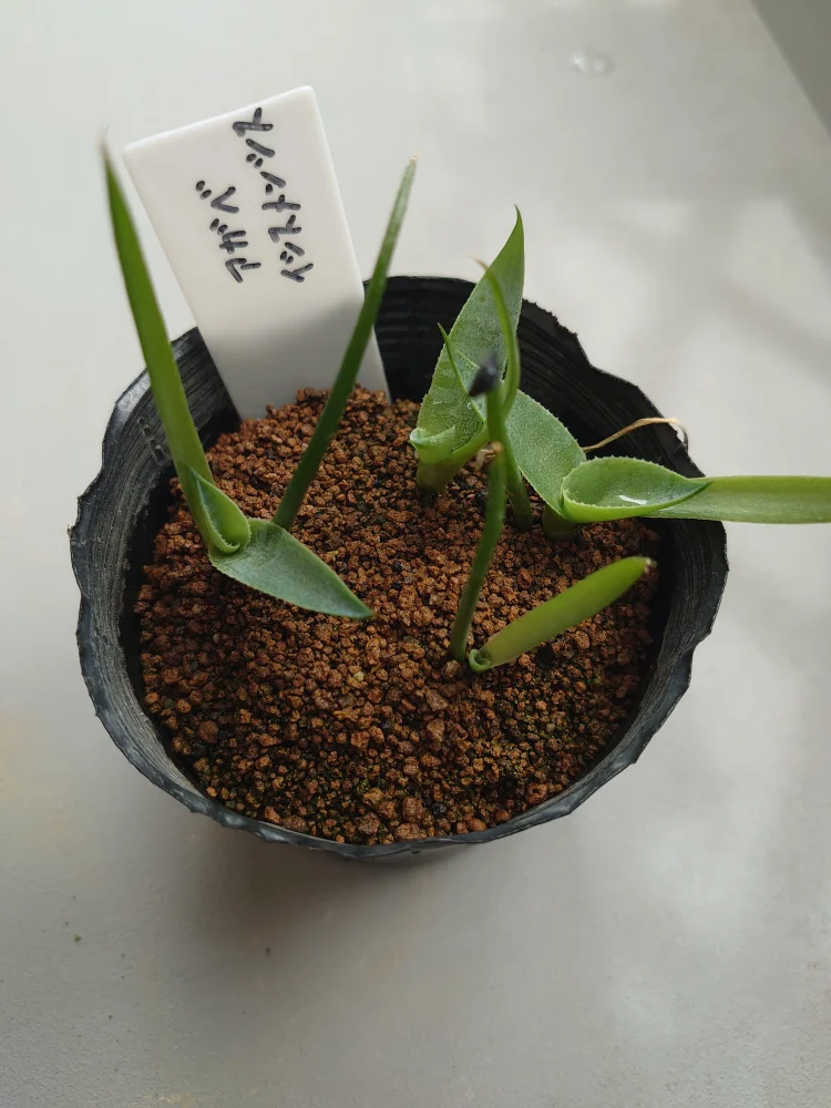 Agave isthmensis (アガベ イシスメンシス)