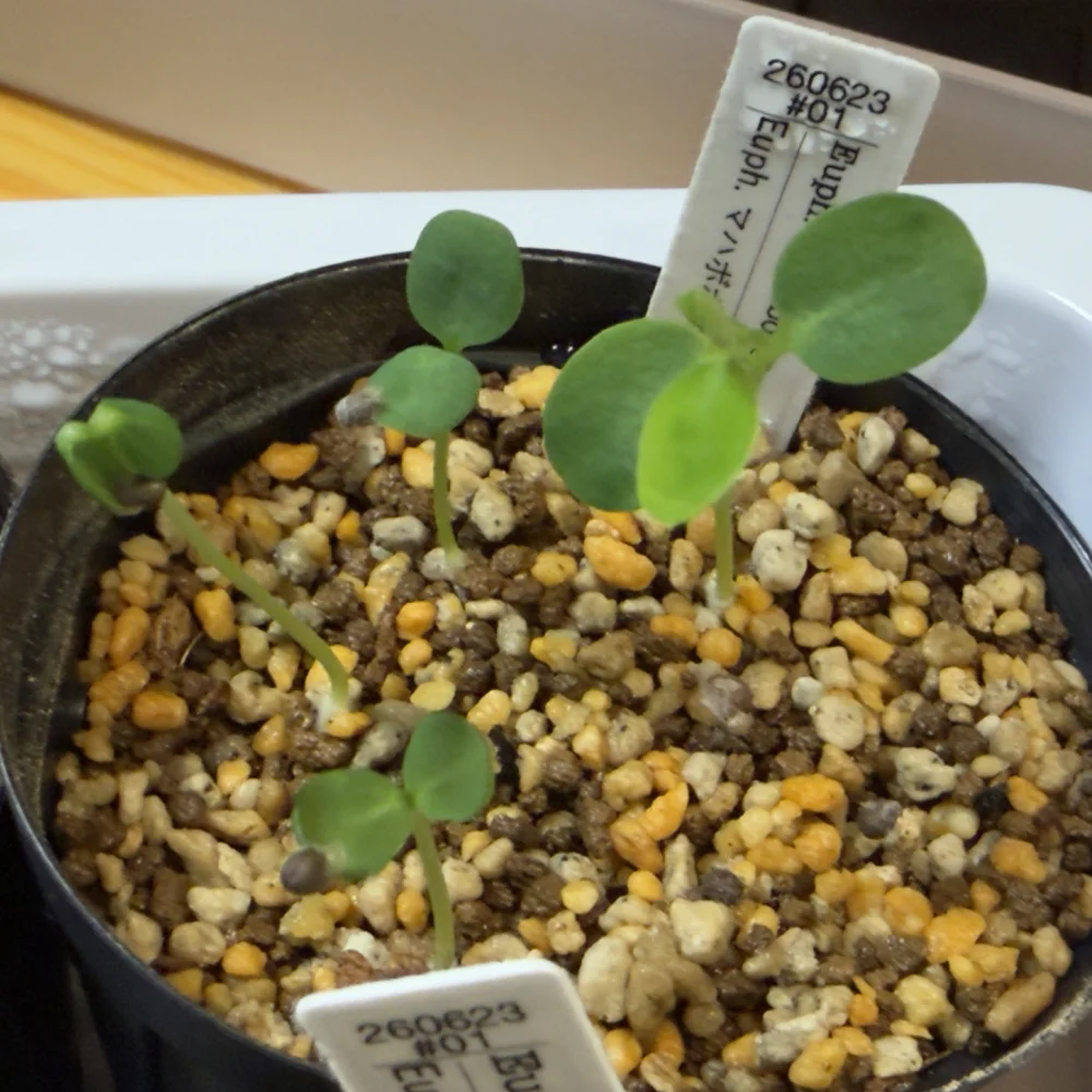 Euphorbia mahabobokensis (ユーフォルビア マハボボケンシス)