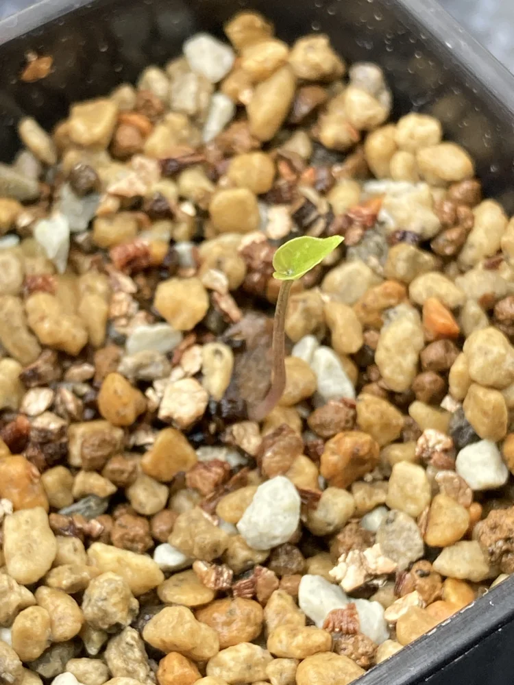 Dioscorea sylvatica (ディオスコレア シルバティカ)