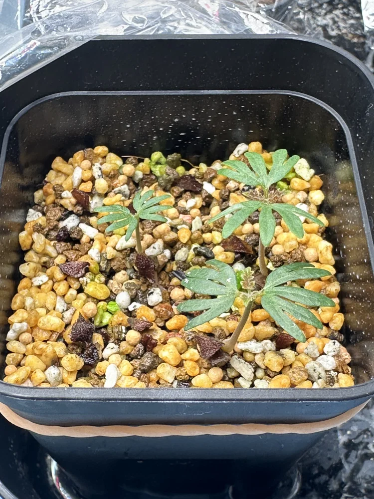 Boswellia sacra (ボスウェリア サクラ)