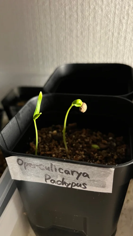 播種10日目