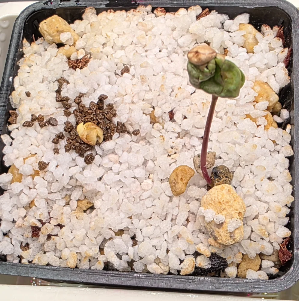Commiphora kataf var. turkanensis (コミフォラ カタフ タルカネンシス)