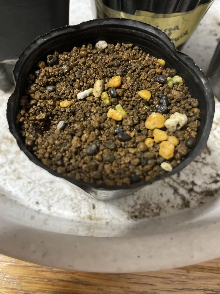 Euphorbia mauritanica (ユーフォルビア モーリタニカ)