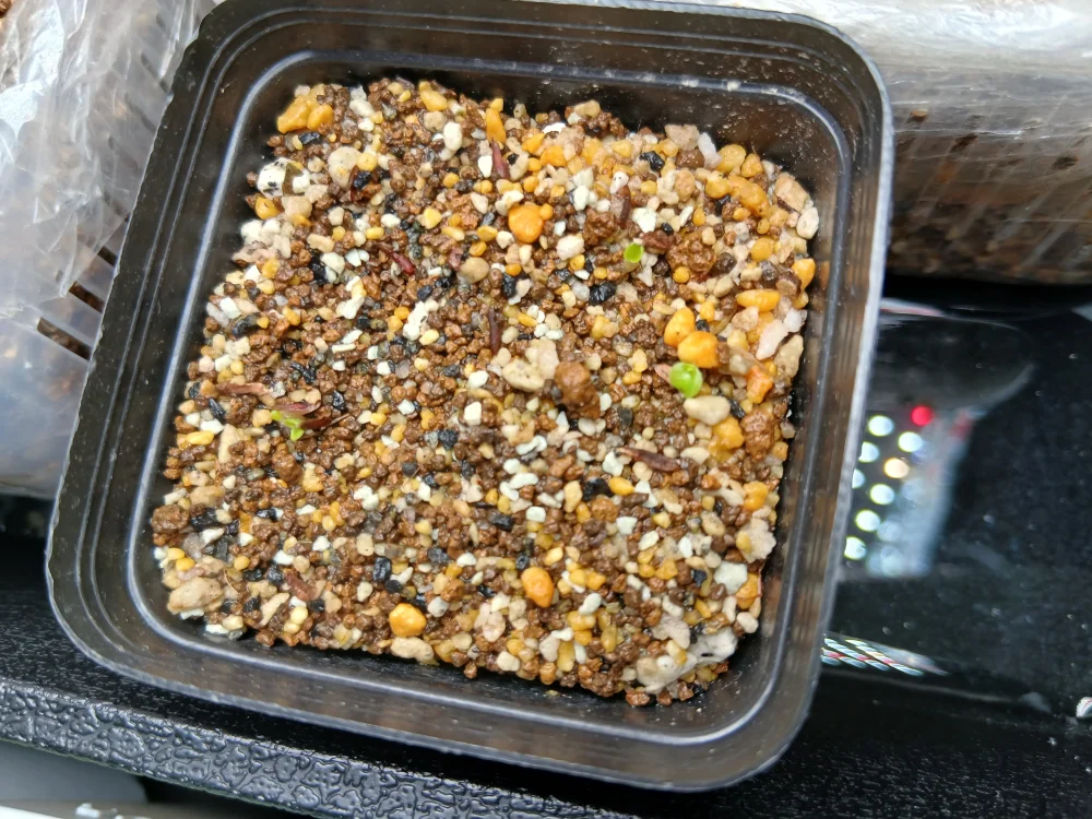 Hechtia galeottii (ヘクチア ガレオッティ)