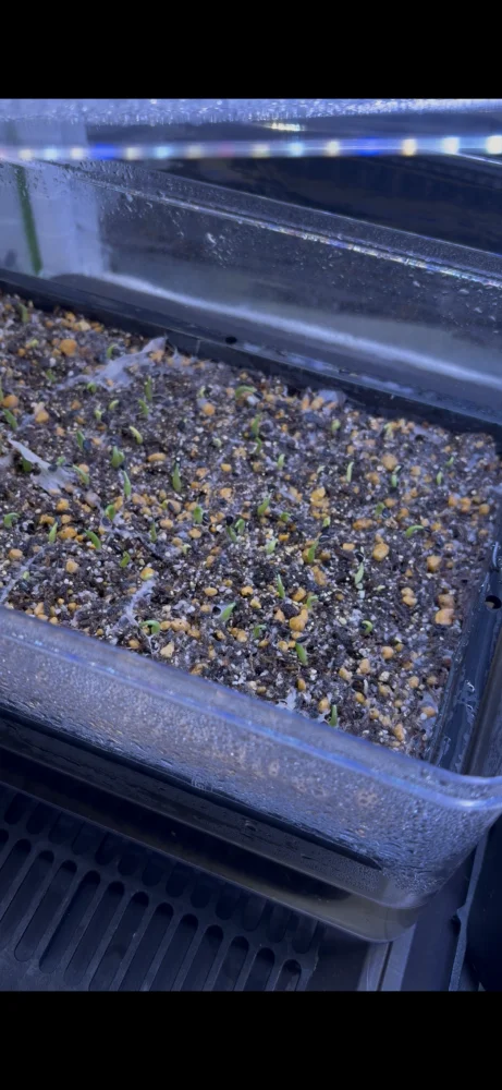 Agave ghiesbreghtii (アガベ パルプソーラム)