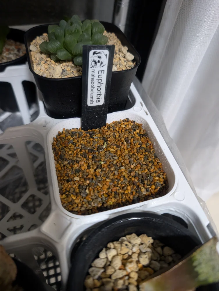 Euphorbia mahabobokensis (ユーフォルビア マハボボケンシス)
