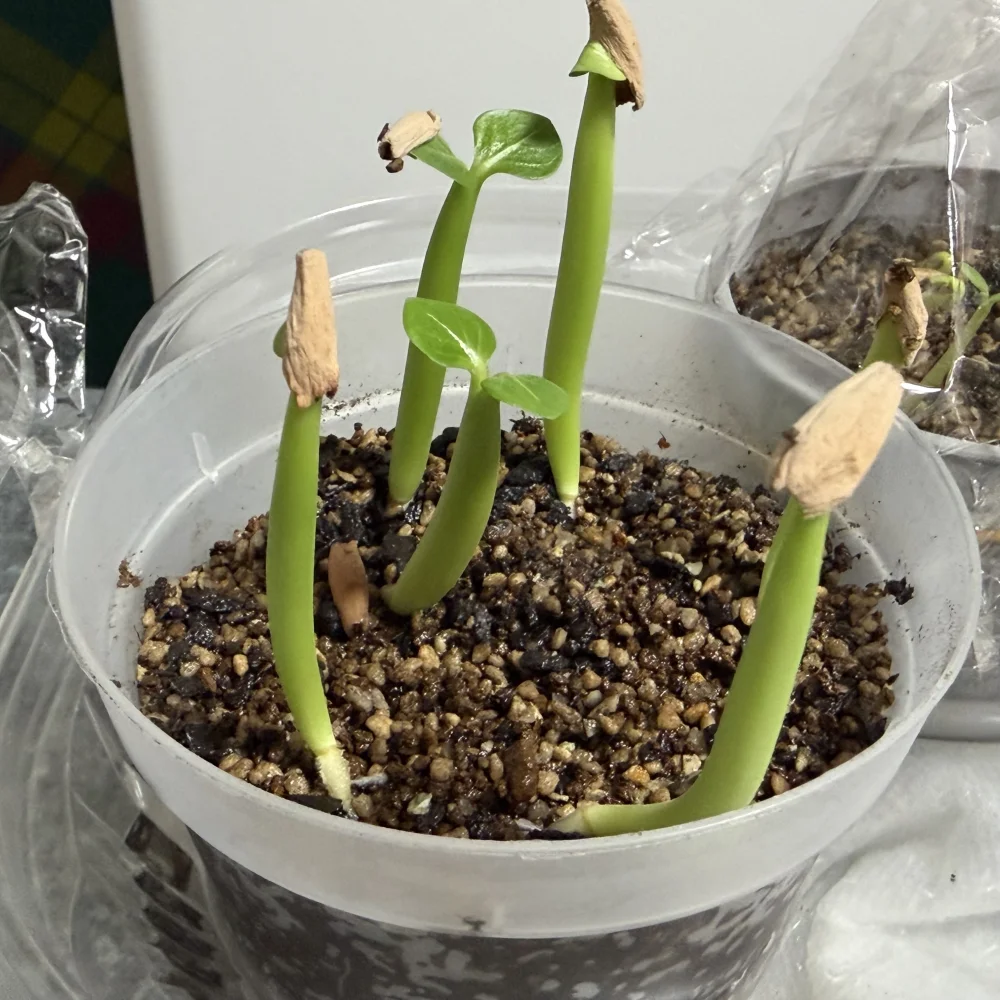 Adenium arabicum black giant (アデニウム アラビカム ブラックジャイアント)