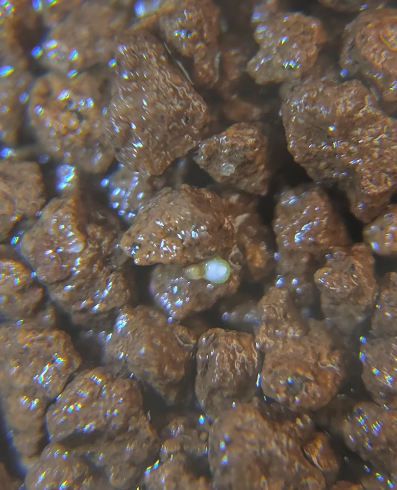 1粒発芽