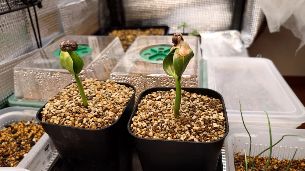 Adansonia fony (アダンソニア（バオバブ）フォニー)