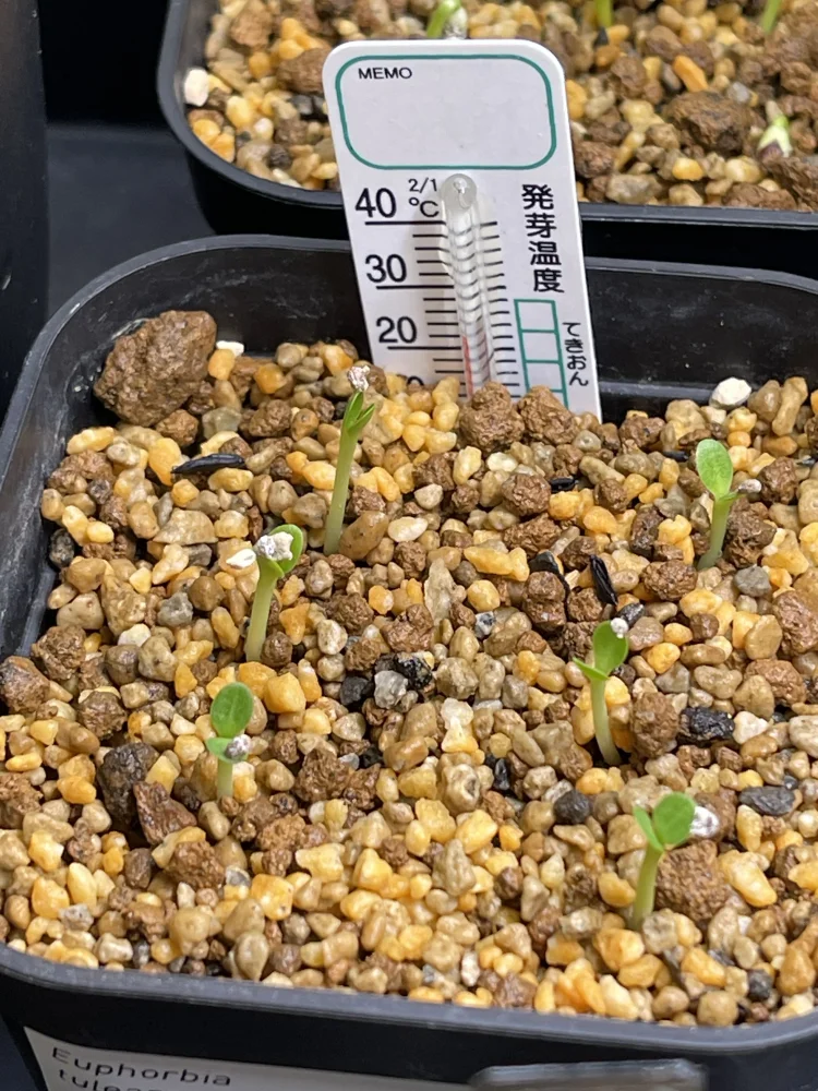 Euphorbia tulearensis hybrids (ユーフォルビア トゥレアレンシス ハイブリッド)