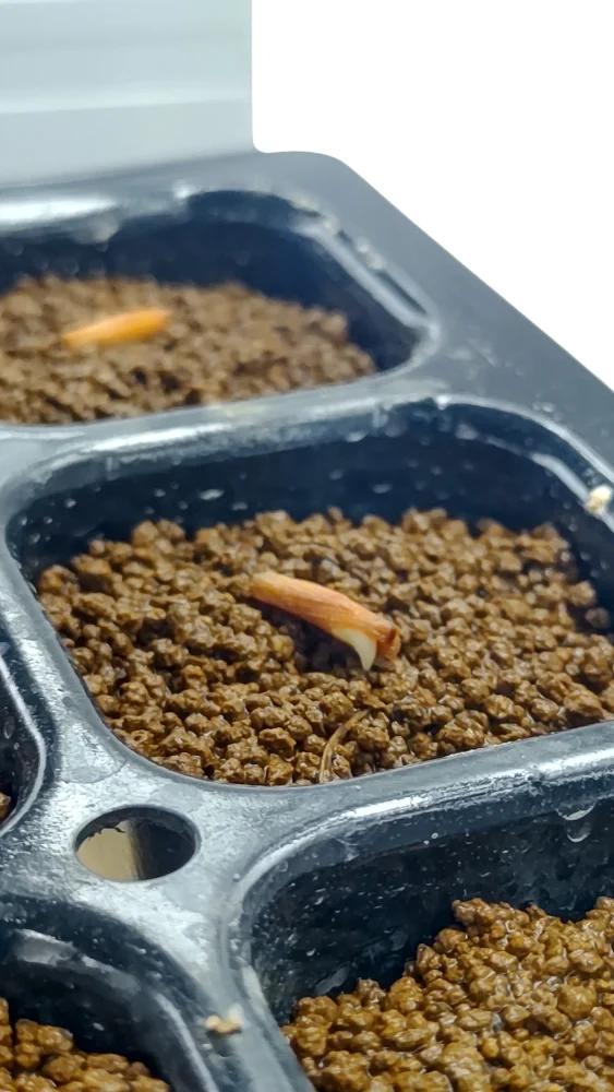 Adenium somalense  Nova Tanzania (アデニウム ノヴァ タンザニア)