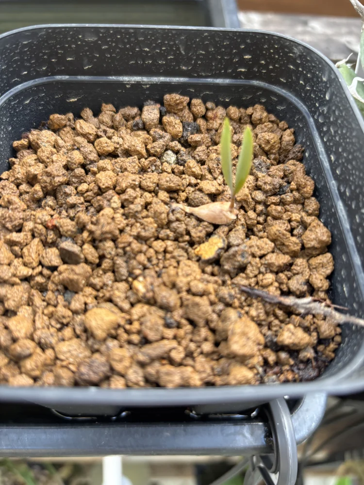Welwitschia mirabilis (ウェルウィッチア ミラビリス 奇想天外)