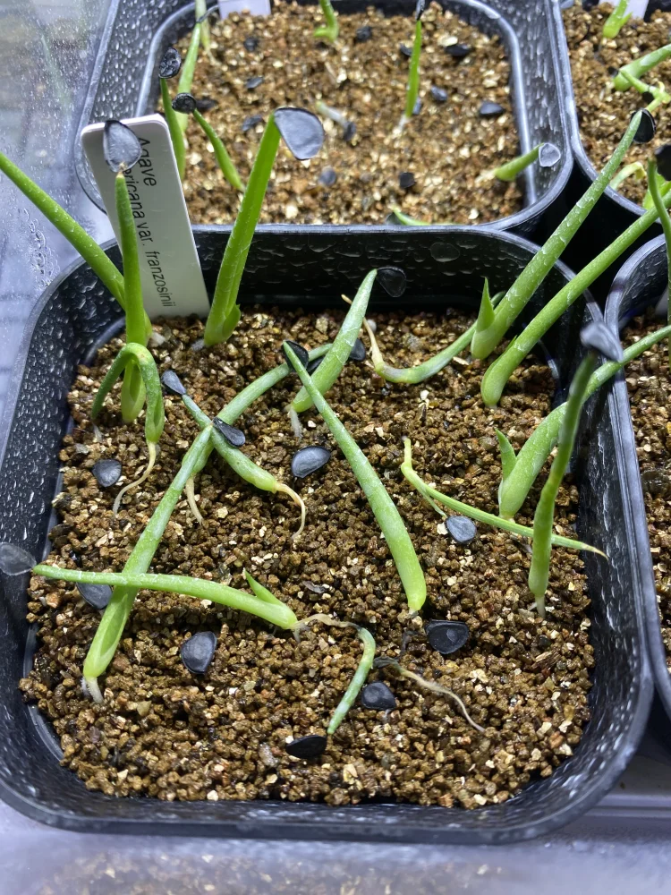 Agave americana var. franzosinii (アガベ フランゾシニー)