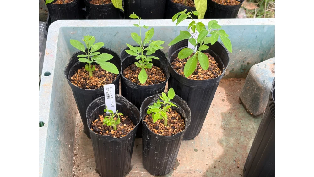 Moringa stenopetala (モリンガ ステノペタラ)