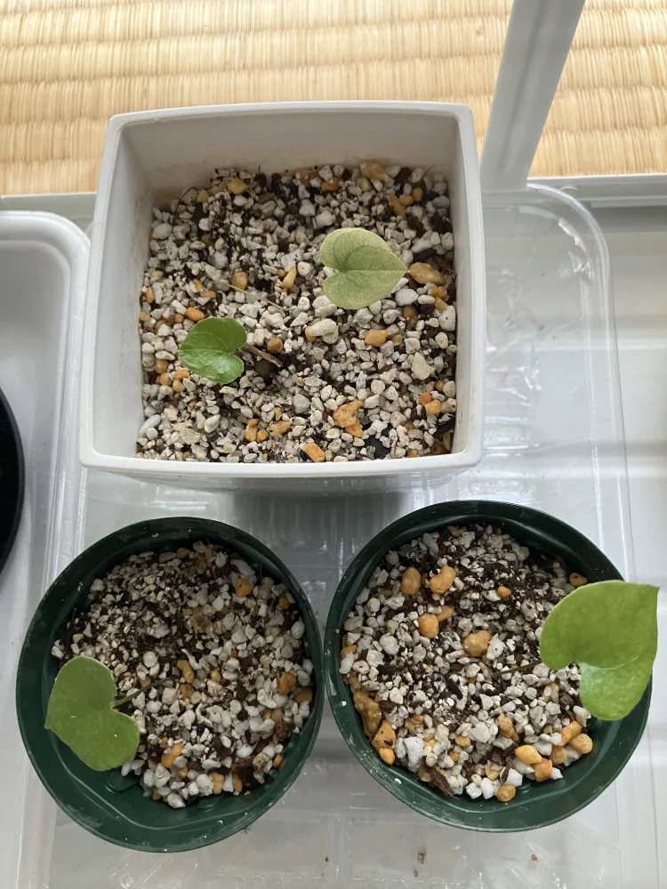 Dioscorea elephantipes (ディオスコレア エレファンティペス)