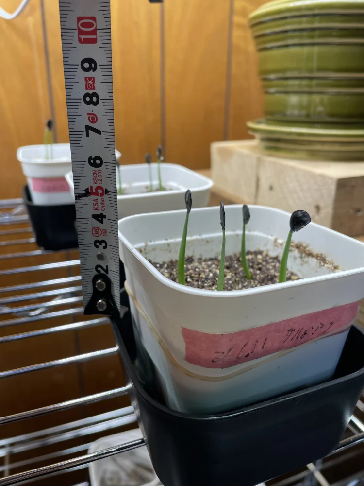 Agave salmiana ssp. salmiana (アガベ サルミアナ)
