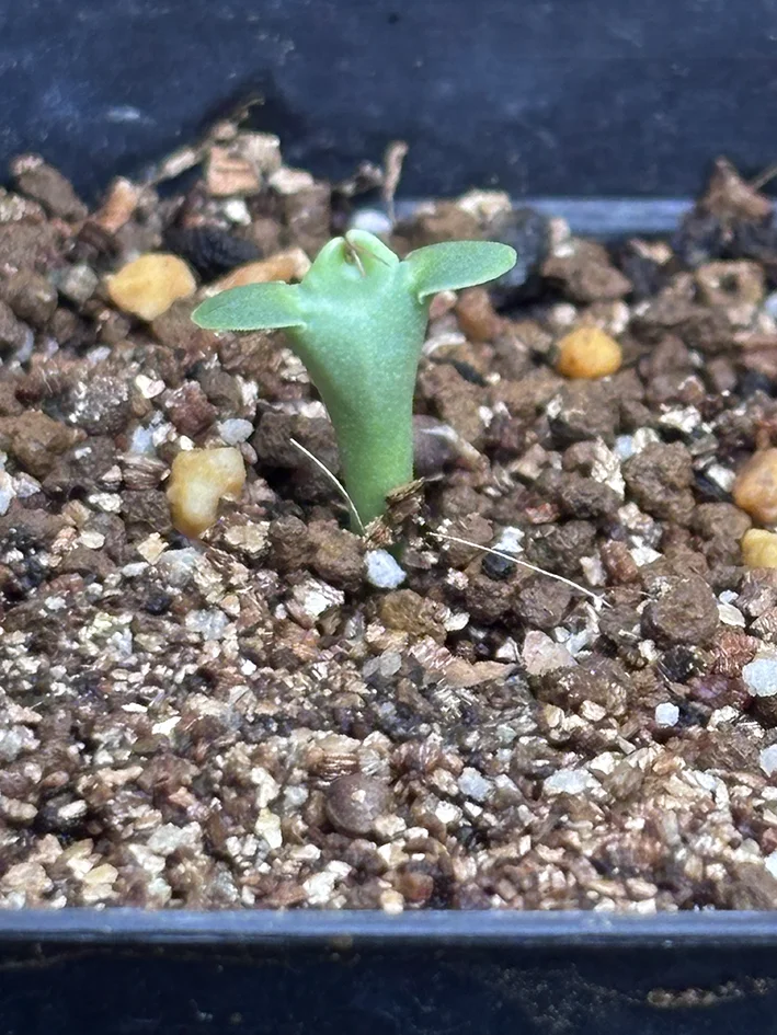Euphorbia grandicornis (ユーフォルビア グランディコルニス)