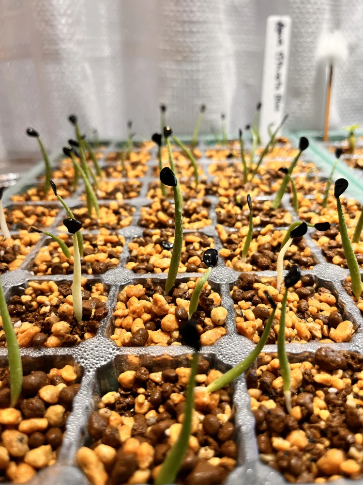 Agave titanota Blue Lot. (アガベ チタノタブルー)