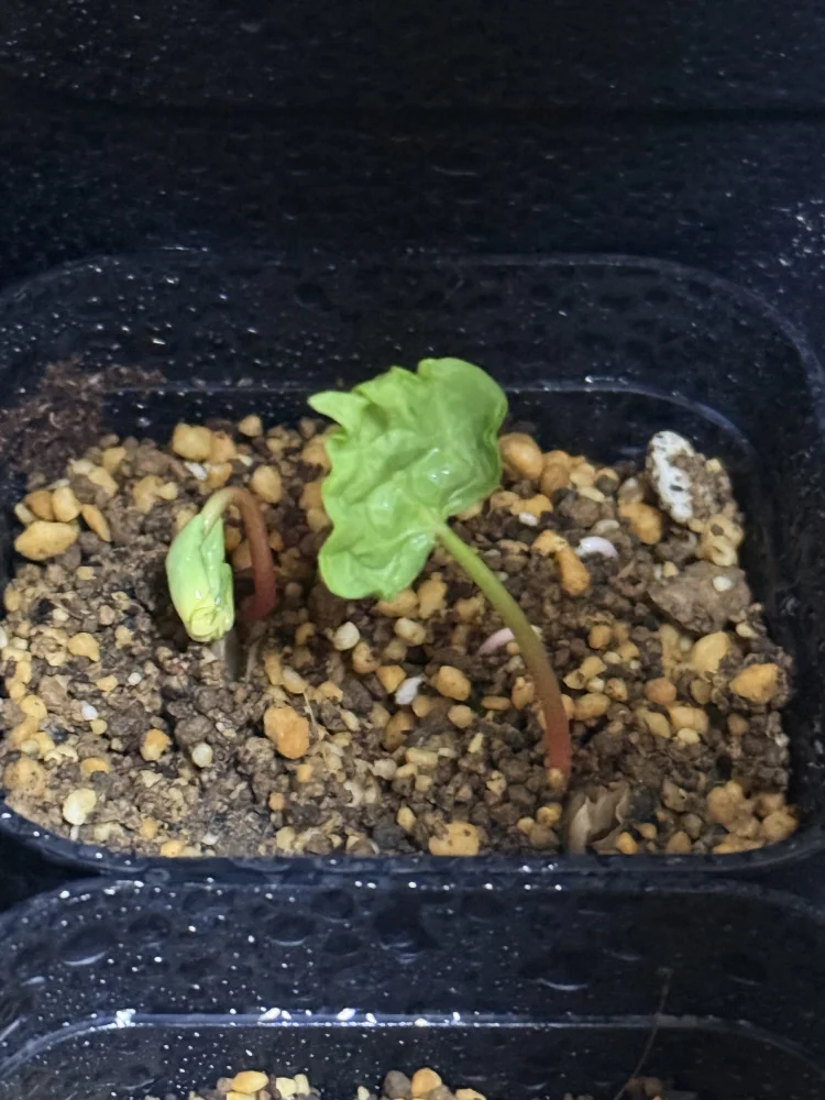 Commiphora pyracanthoides (コミフォラ ピラカントイデス)