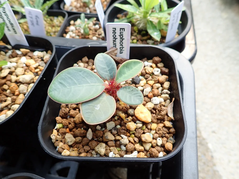 Euphorbia neohumbertii (ユーフォルビア ネオフンベルティ)