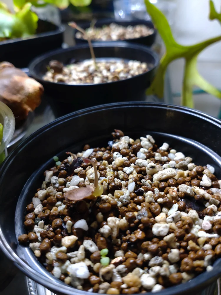 Dioscorea elephantipes (ディオスコレア エレファンティペス)