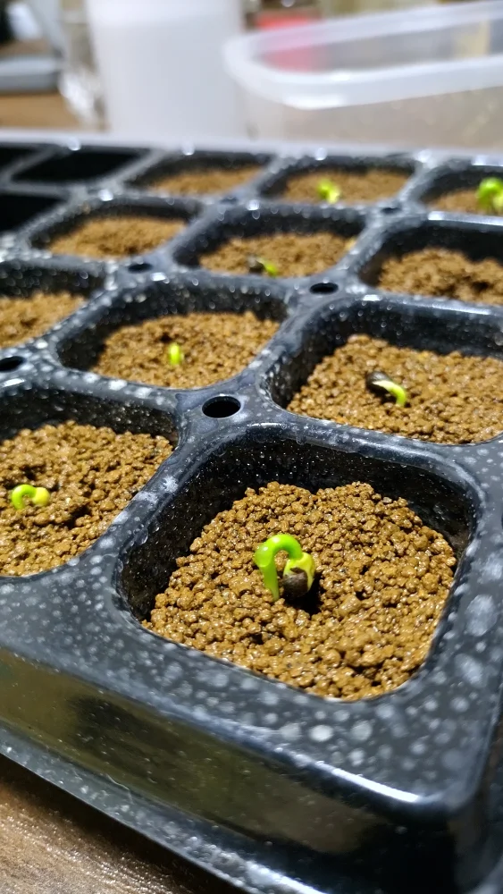 Euphorbia guillauminiana (ユーフォルビア ギラウミニアナ)