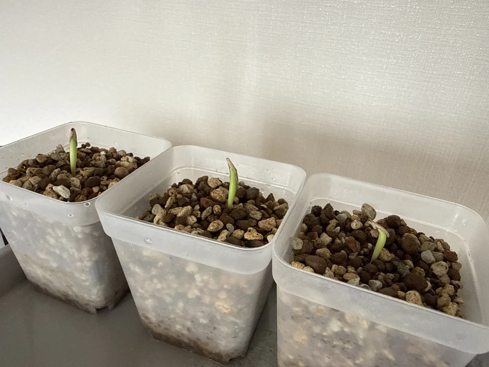 Adenium obesum (アデニウム オベスム)