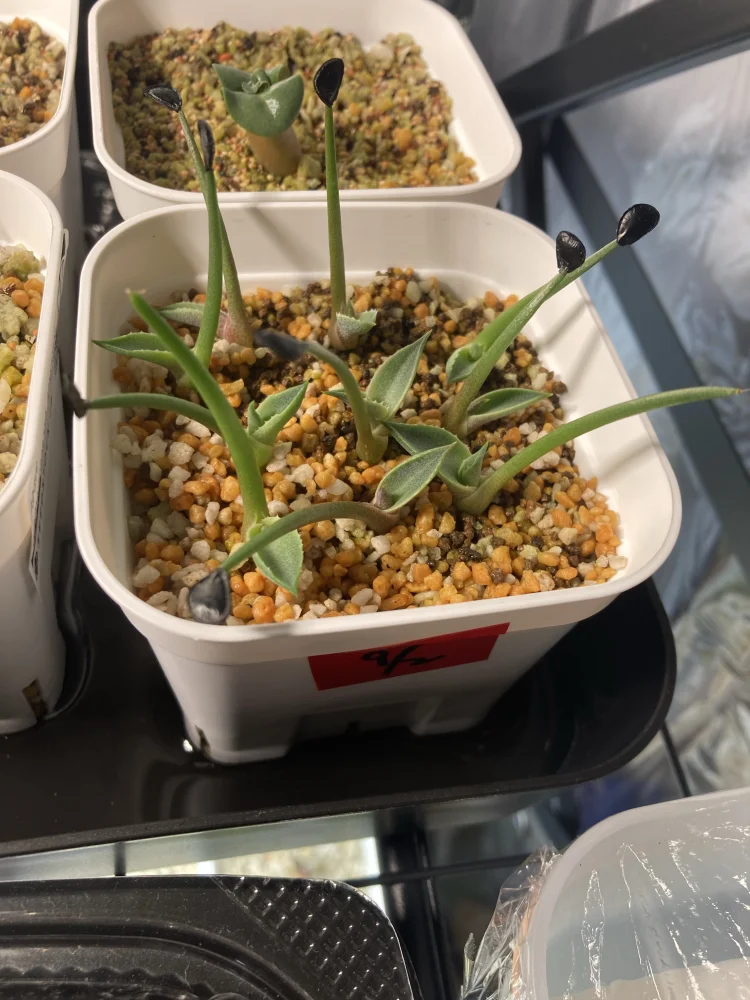 Agave parryi var. truncata (アガベ パリー トランカータ)