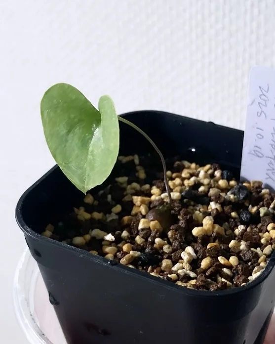 Dioscorea elephantipes (ディオスコレア エレファンティペス)