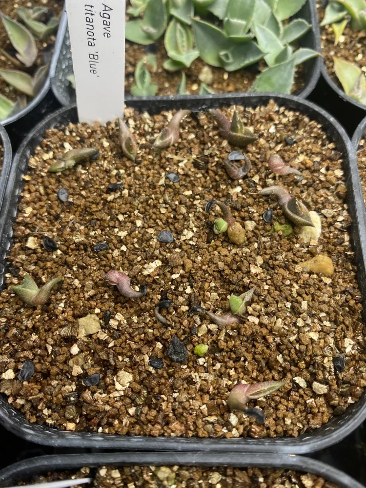 Agave titanota Blue Lot. (アガベ チタノタブルー)