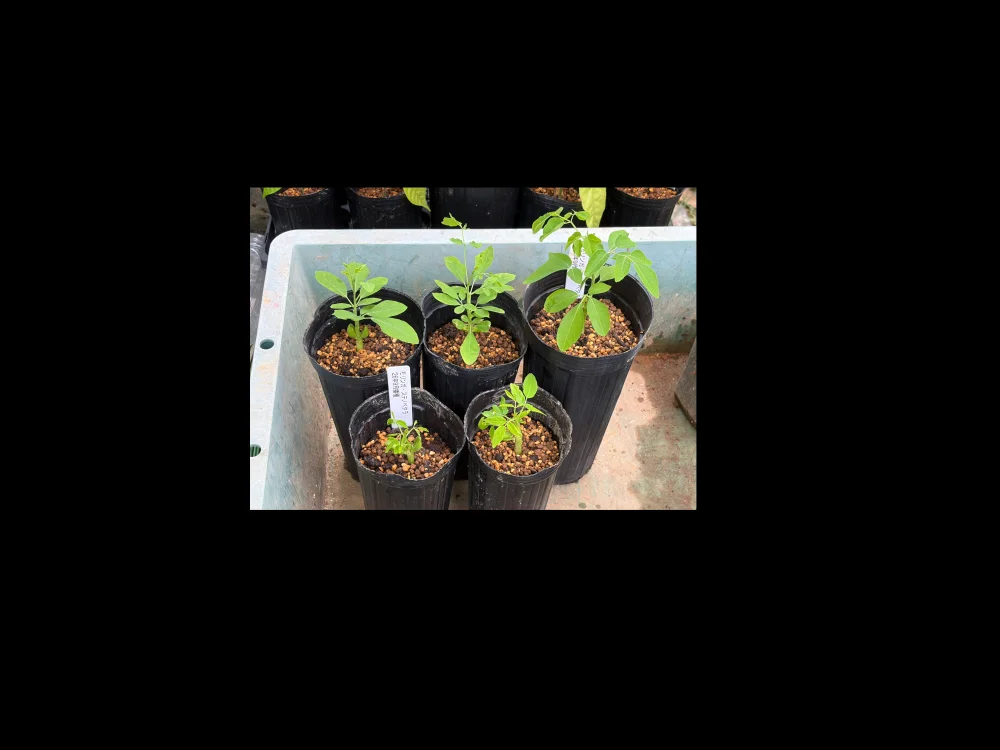 Moringa stenopetala (モリンガ ステノペタラ)