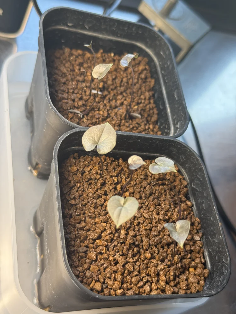 Dioscorea elephantipes (ディオスコレア エレファンティペス)