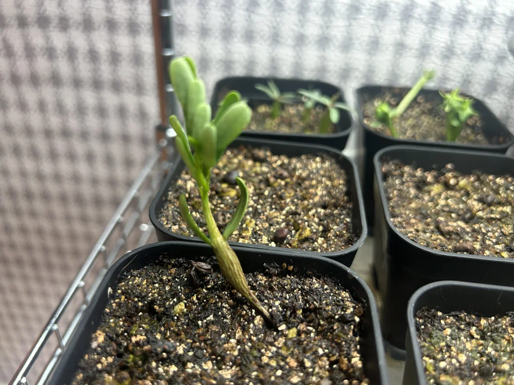 Senna meridionalis Lot. FREE ([プレゼント種子/終了しました] センナ メリディオナリス)