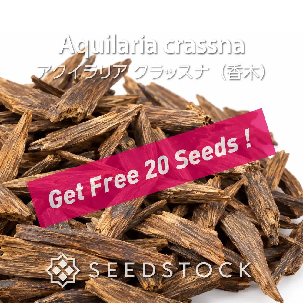 Aquilaria crassna ([無料種子] アクイラリア クラッスナ)