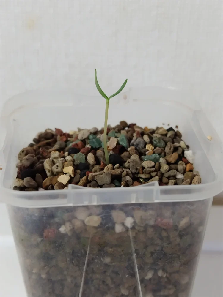 Fouquieria columnaris (フォークイエリア コルムナリス 観峰玉)