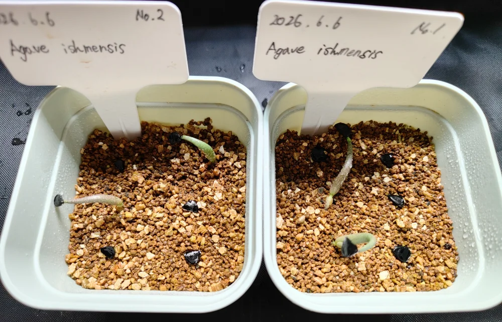 Agave isthmensis (アガベ イシスメンシス)