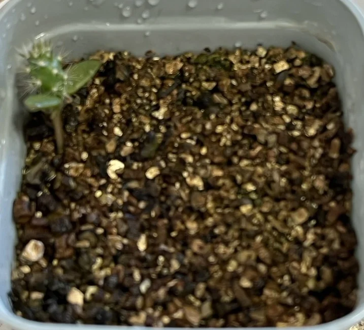 Opuntia santarita (オプンティア サンタリタ)