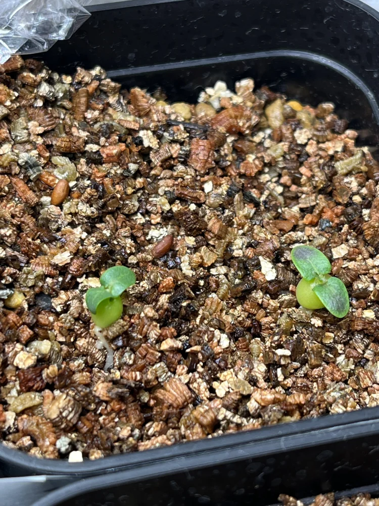 Pachypodium enigmaticum (パキポディウム エニグマチカム)